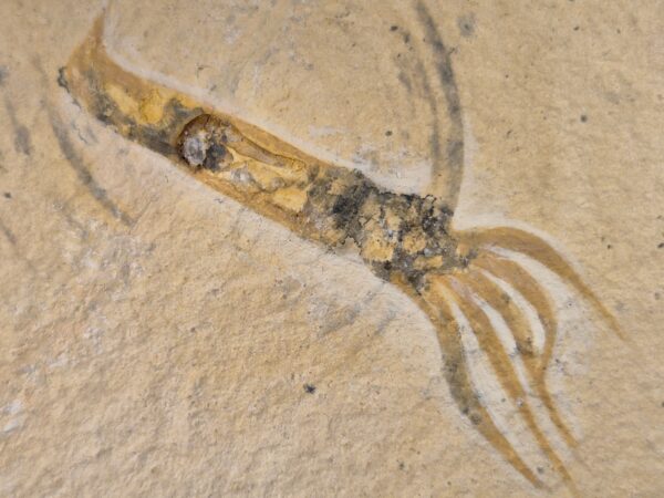 Acanthoteuthis leicki