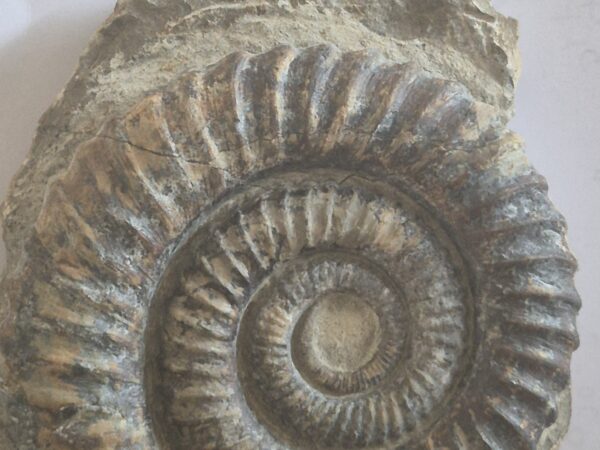 Ammonite déroulée Anetoceras