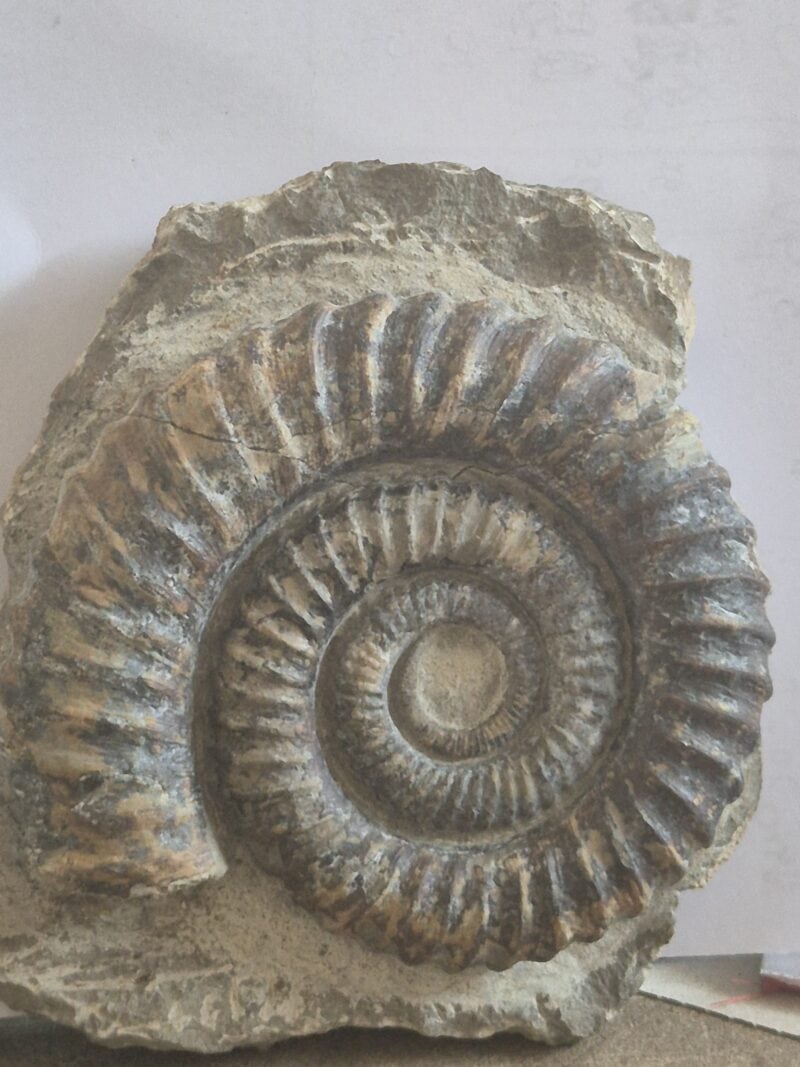 Ammonite déroulée Anetoceras