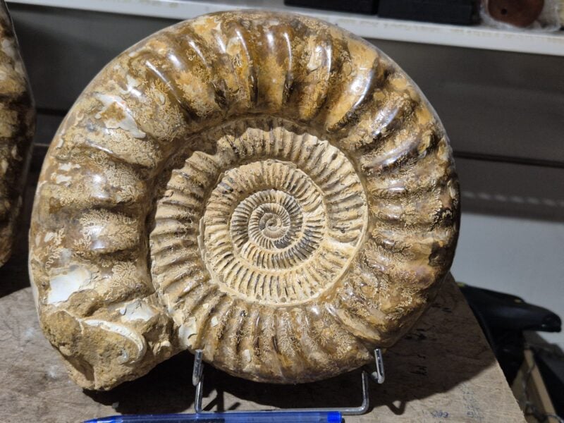 Kranaosphinctes rubei