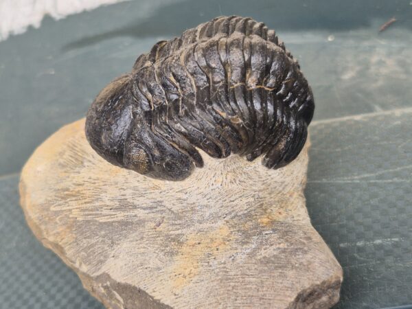 Reedops trilobite