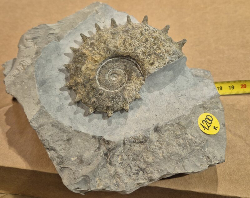 Emericiceras barrêmiense. Ammonite déroulée ou hétéromorphe de la période crétacé. Barrêmien de Noyers sur jabron, Alpes de haute provence.