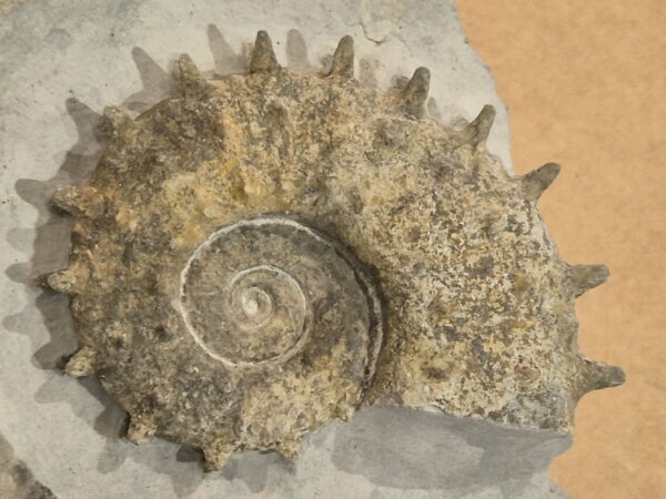 Emericiceras barrêmiense. Ammonite déroulée ou hétéromorphe de la période crétacé. Barrêmien de Noyers sur jabron, Alpes de haute provence.