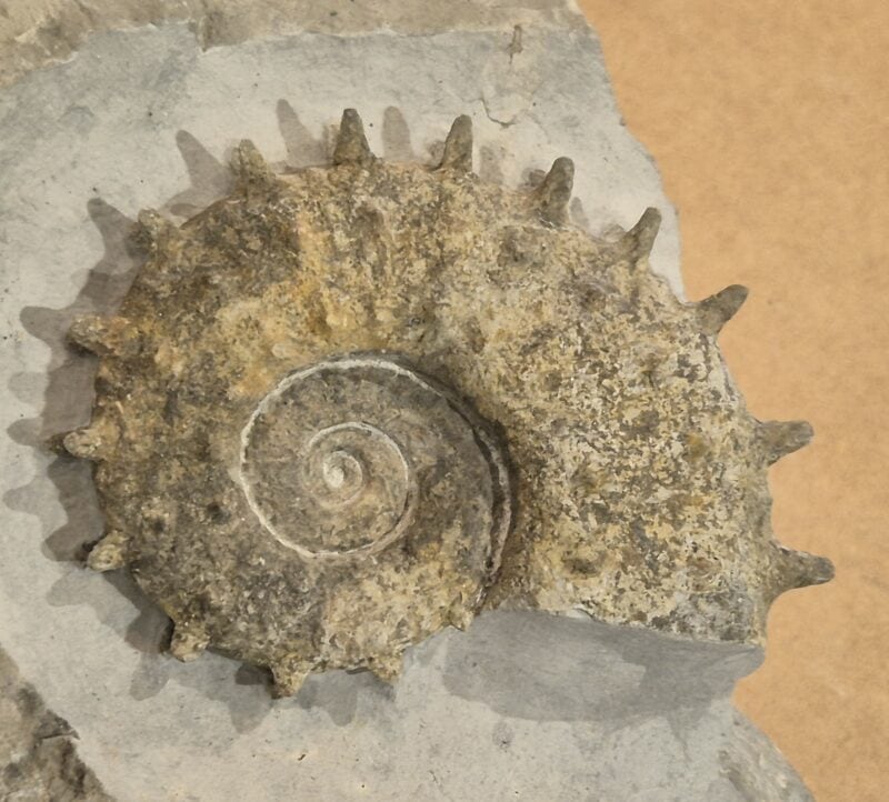 Emericiceras barrêmiense. Ammonite déroulée ou hétéromorphe de la période crétacé. Barrêmien de Noyers sur jabron, Alpes de haute provence.