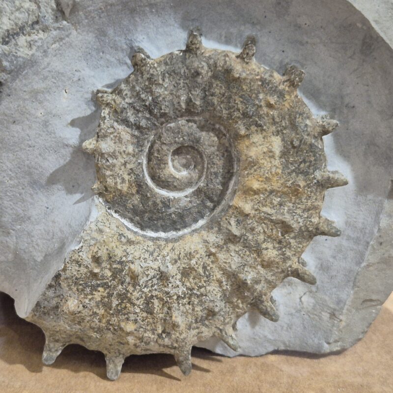 Emericiceras barrêmiense. Ammonite déroulée ou hétéromorphe de la période crétacé. Barrêmien de Noyers sur jabron, Alpes de haute provence.