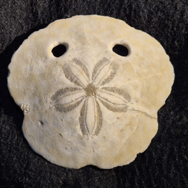 Amphiope bioculata Hérault