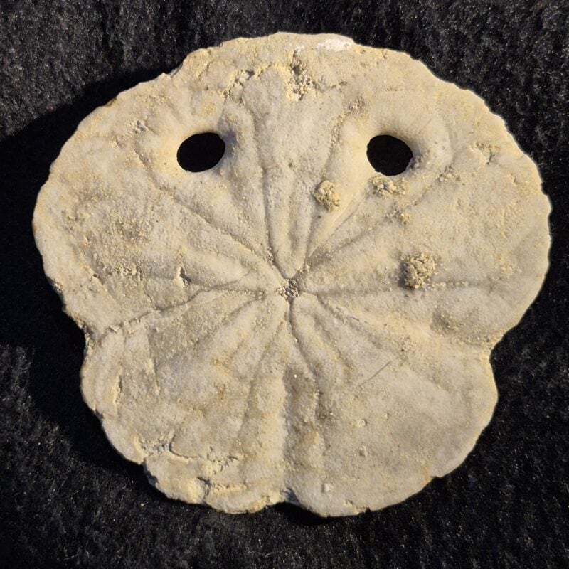 Amphiope bioculata Hérault