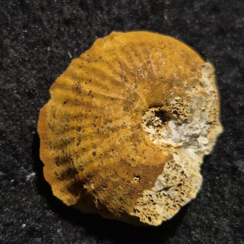 Phlycticeras pustulatum