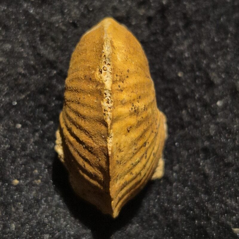 Phlycticeras pustulatum