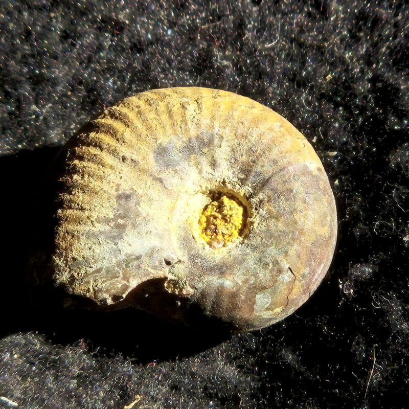 Haugia variabilis pyritisée