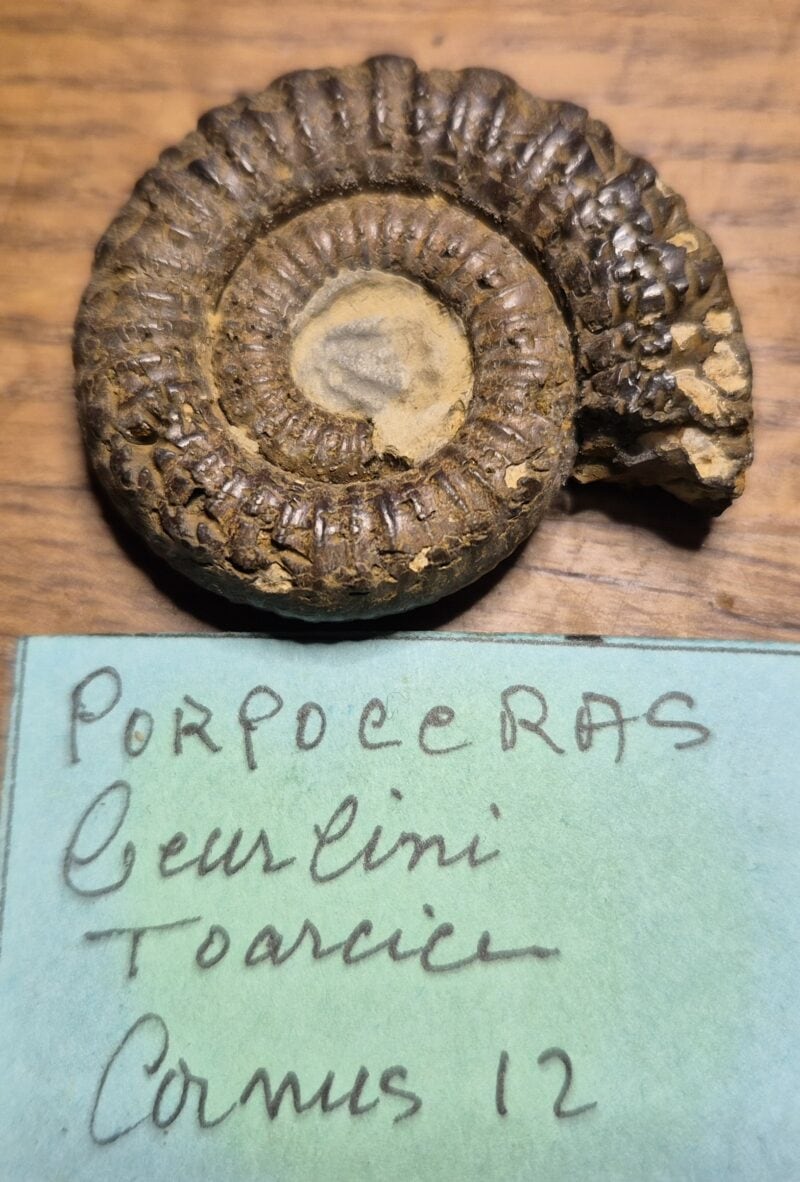 Porpoceras ceurlini