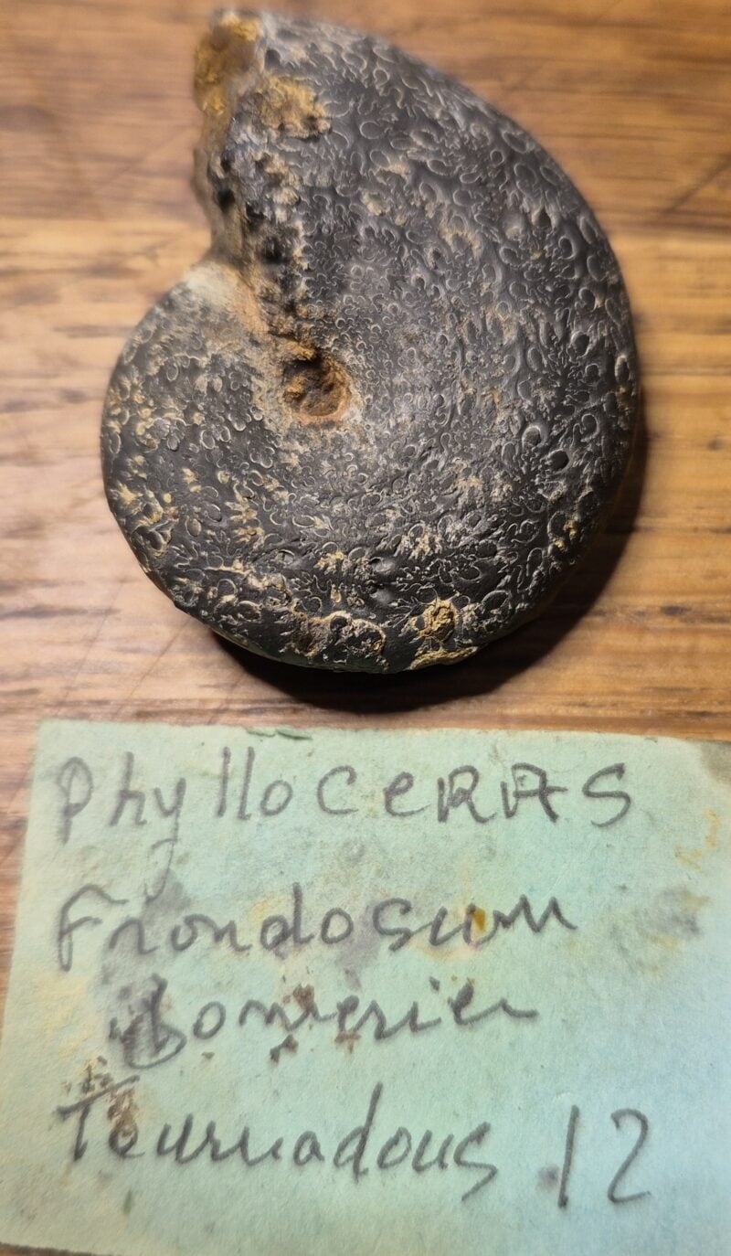 Phylloceras frondosum