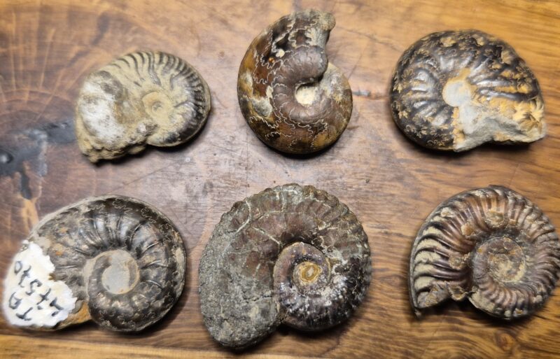 Ammonites pyritisées Toarcien