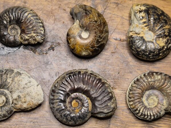 Ammonites pyritisées Toarcien