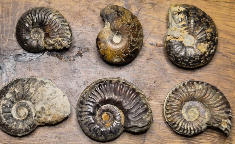 Ammonites pyritisées Toarcien