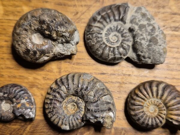 Ammonites pyritisées jurassique