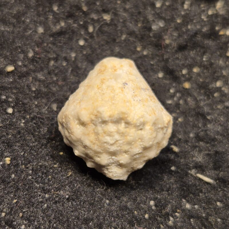 Crinoides Abatocrinus