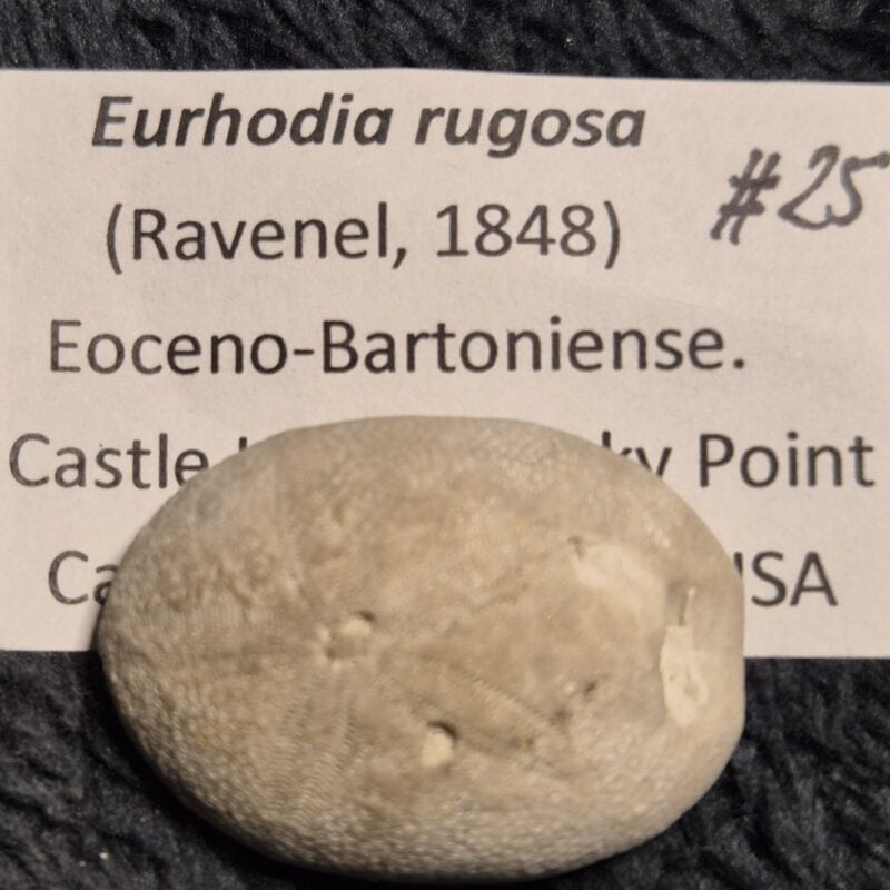 Eurhodia rugosa bartonien