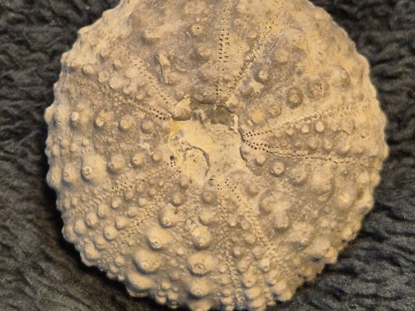 Pseudodiadema jurassique