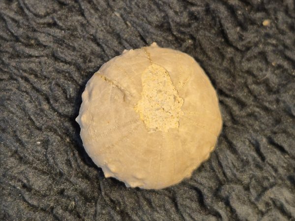 Milnia angularis Berriasien