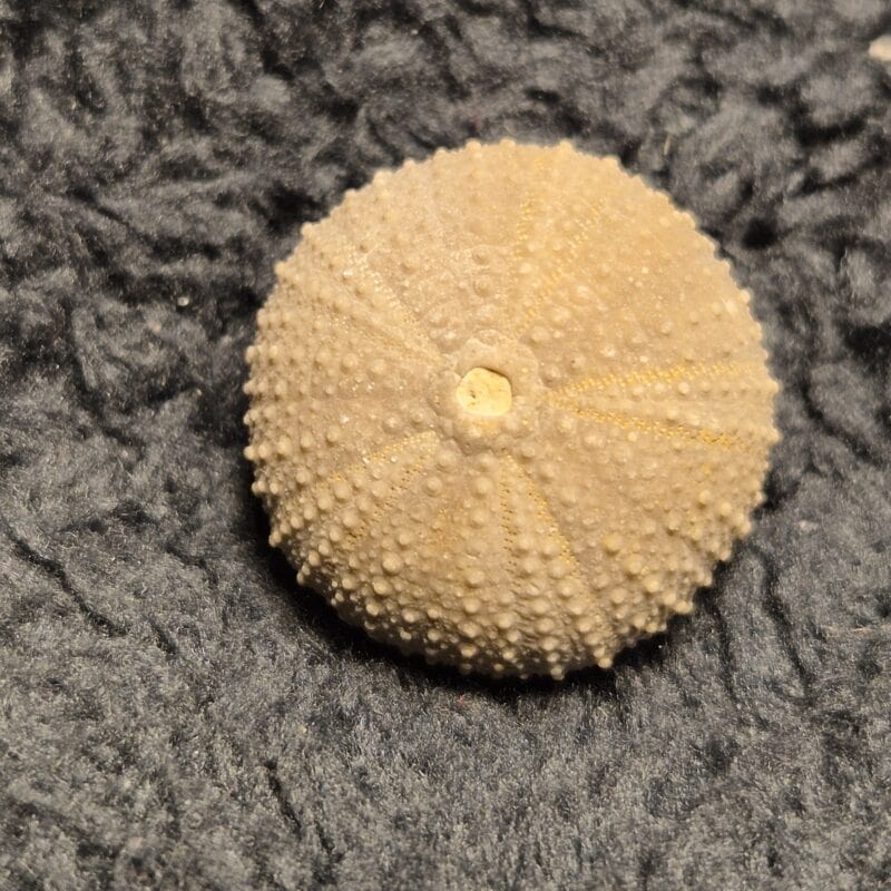 Psephechinus daguini1