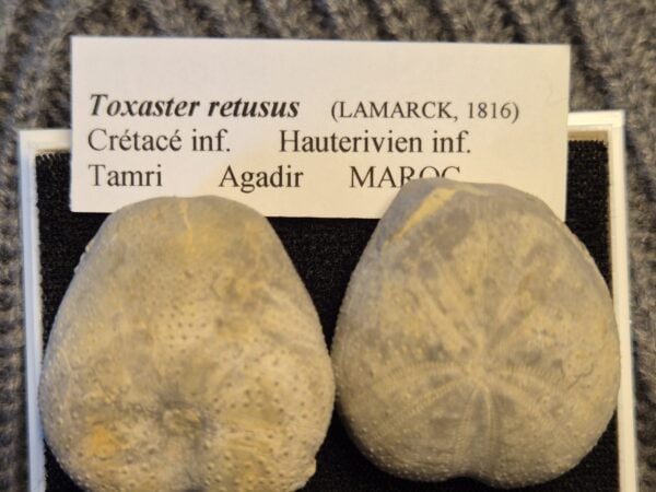 Toxaster retusus paire