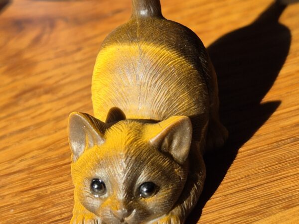 Chaton oeil de tigre