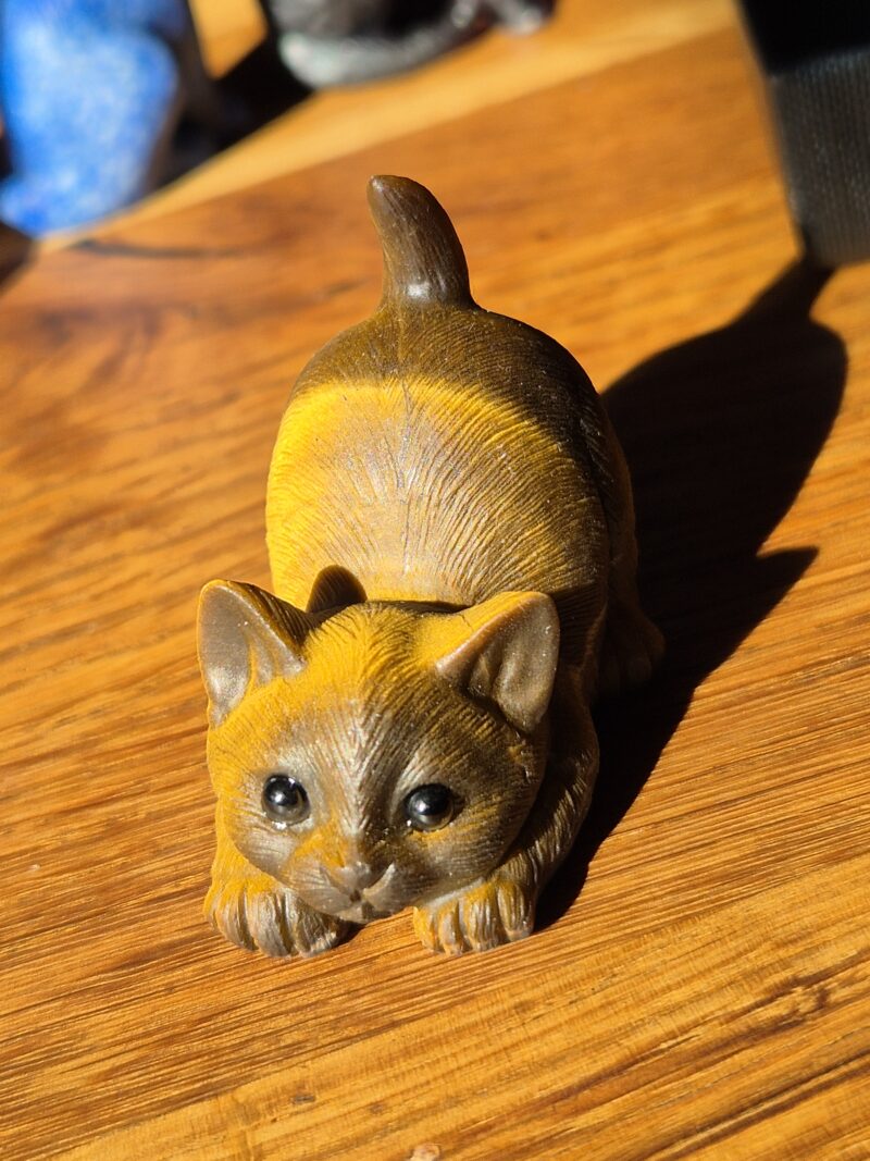 Chaton oeil de tigre