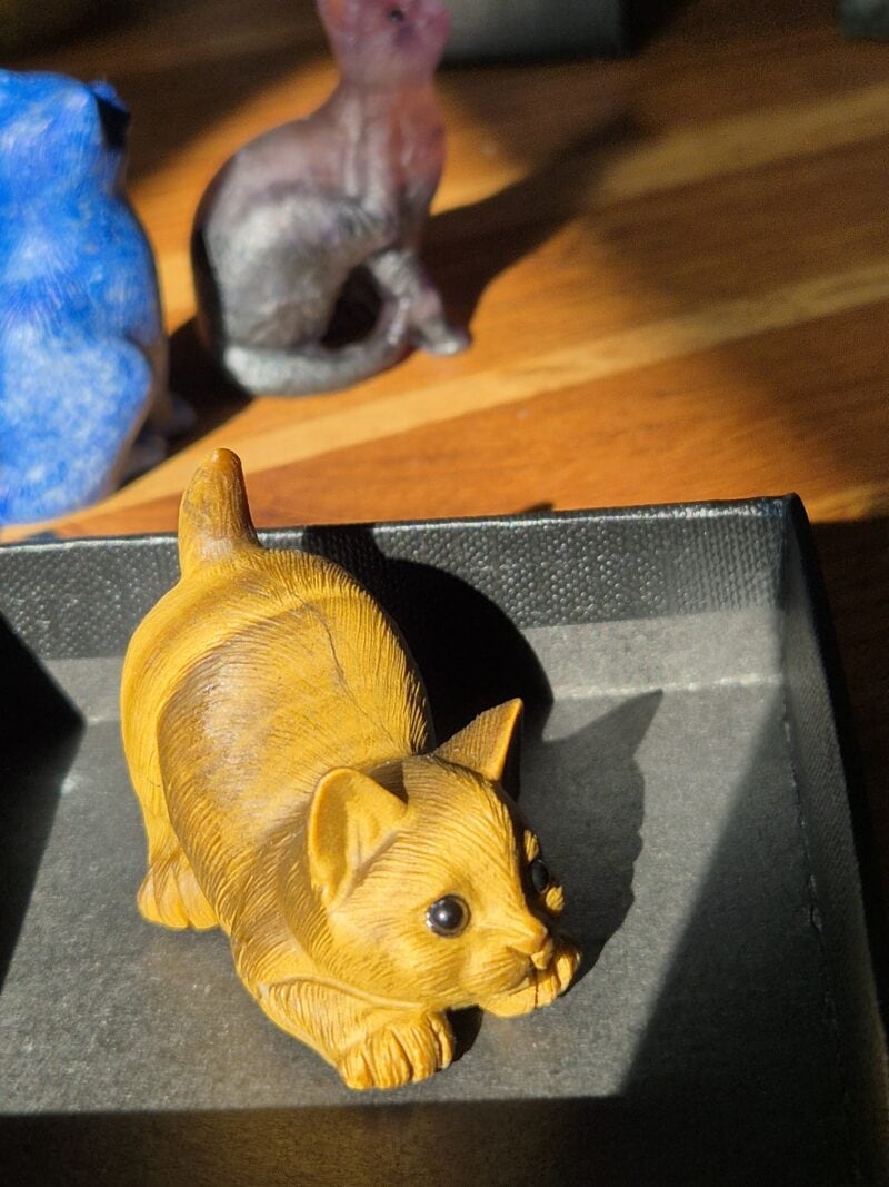 Chaton oeil de tigre