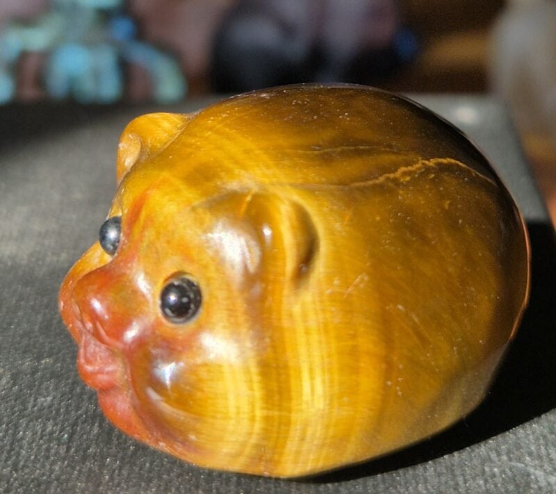 Cochon oeil de tigre