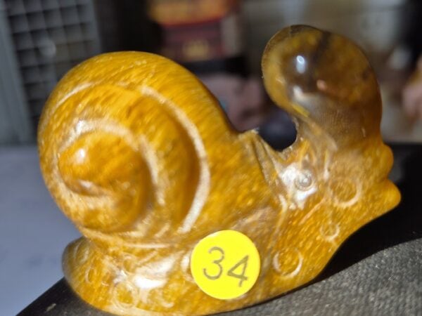 Escargot oeil de tigre