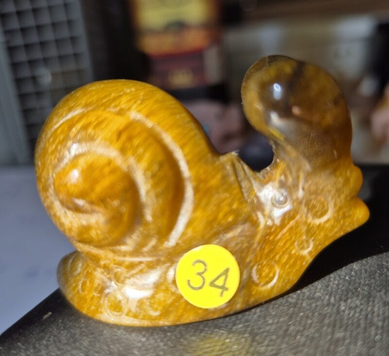 Escargot oeil de tigre