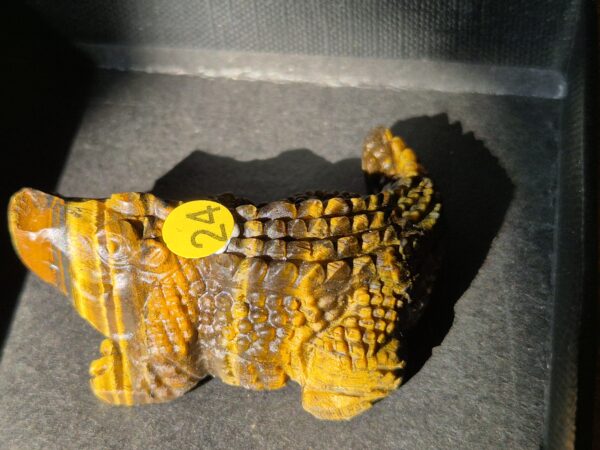 Crocodile oeil de tigre
