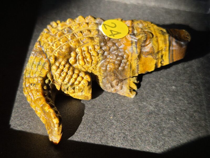 Crocodile oeil de tigre
