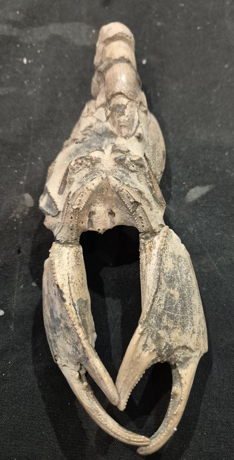 Thalassina anomalia Jakarta