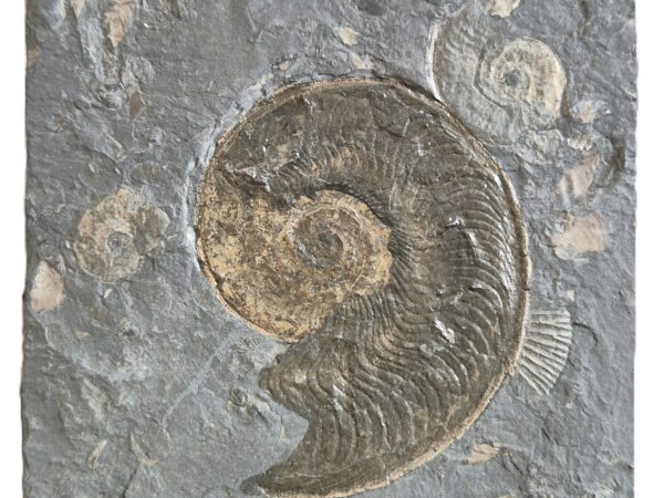 Harpoceras