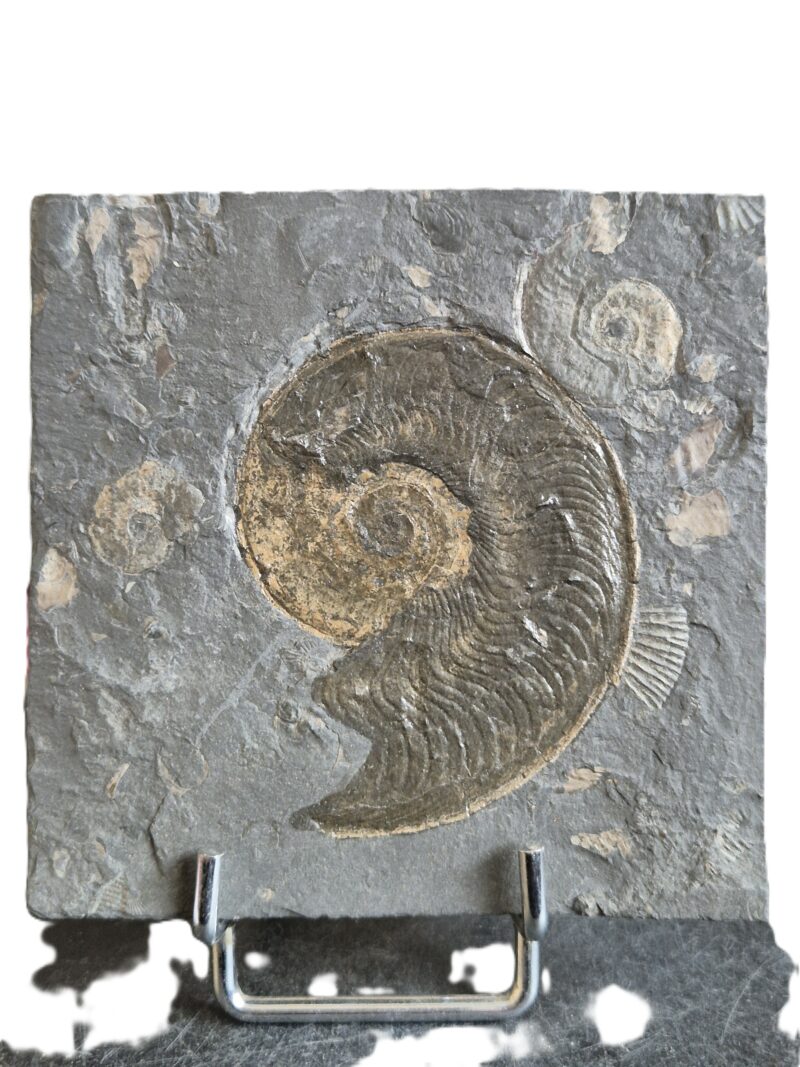 Harpoceras