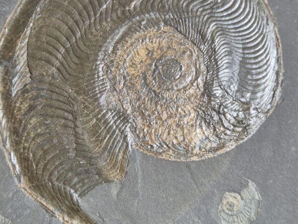 Harpoceras Toarcien