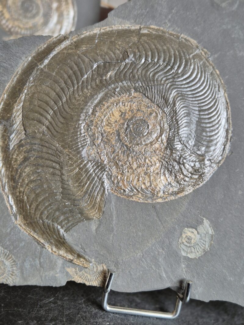 Harpoceras Toarcien