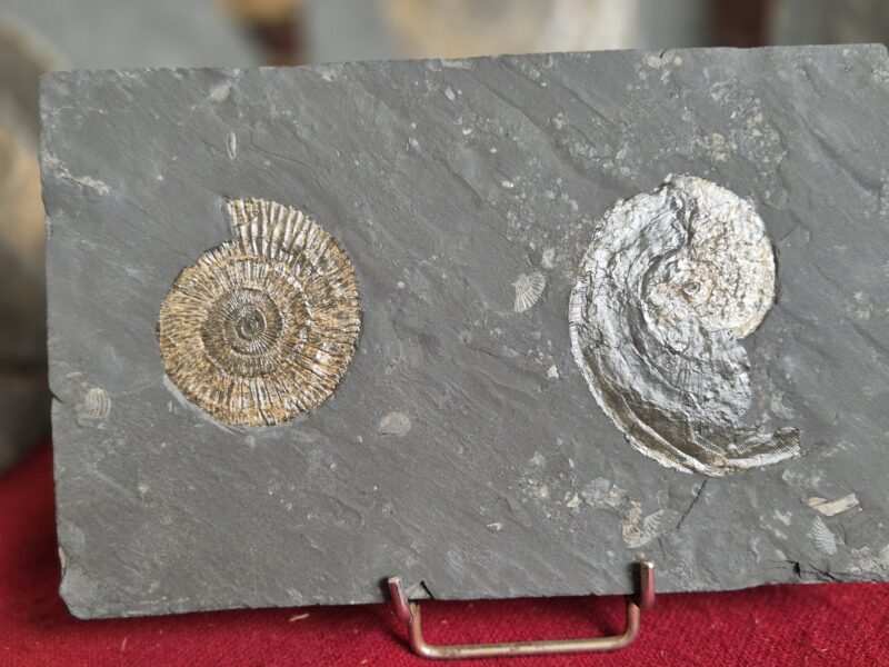 Harpoceras et Dactylioceras