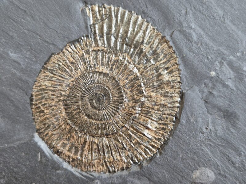 Harpoceras et Dactylioceras