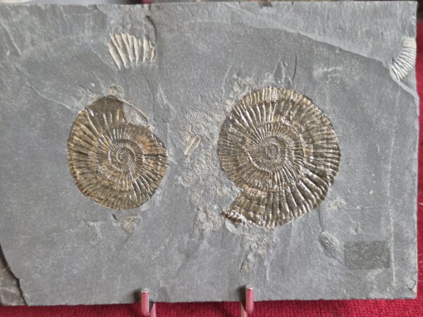 Dactylioceras double
