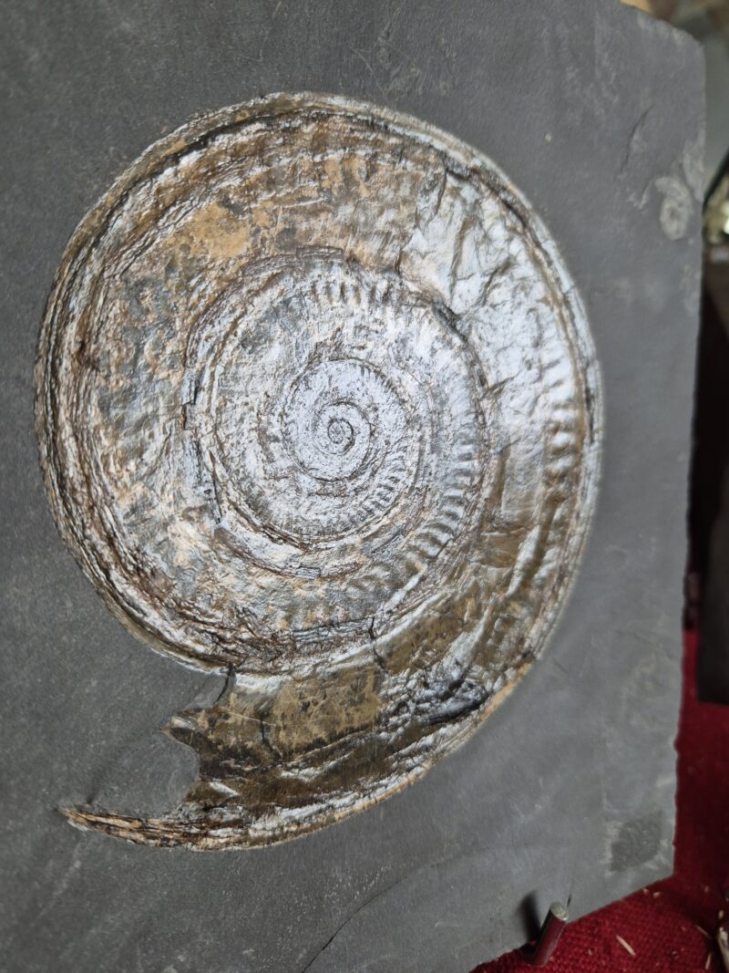 Hildoceras