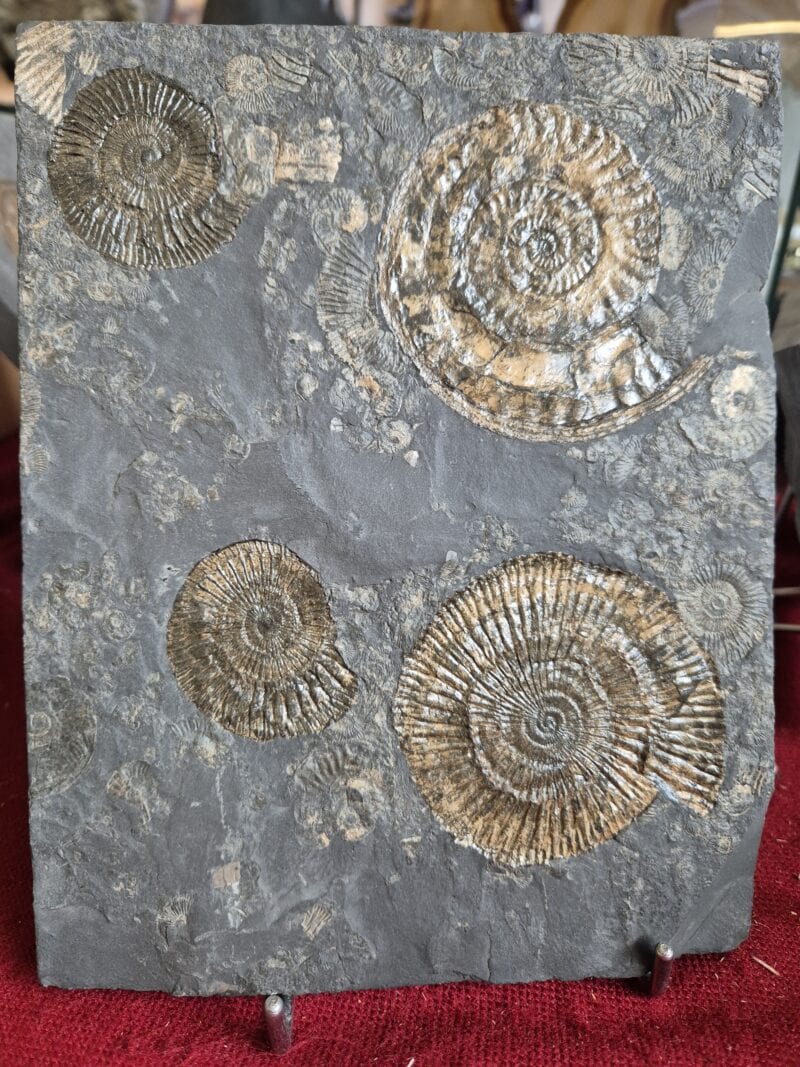 Dactylioceras tenuicostatum