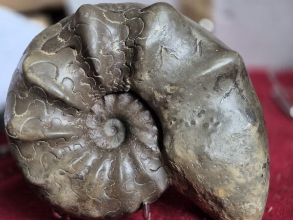 Ceratites nodosus