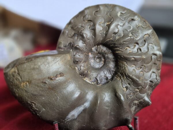 Ceratites sublaevigatus