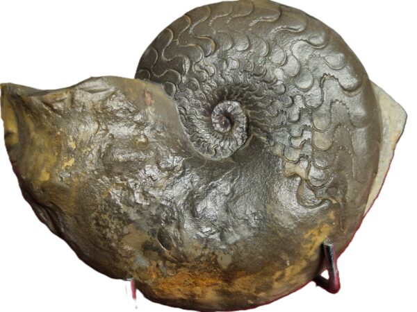 Discoceratites