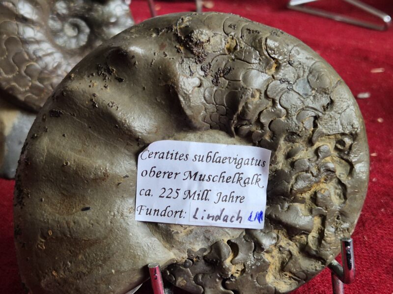 Ceratites sublaevigatus