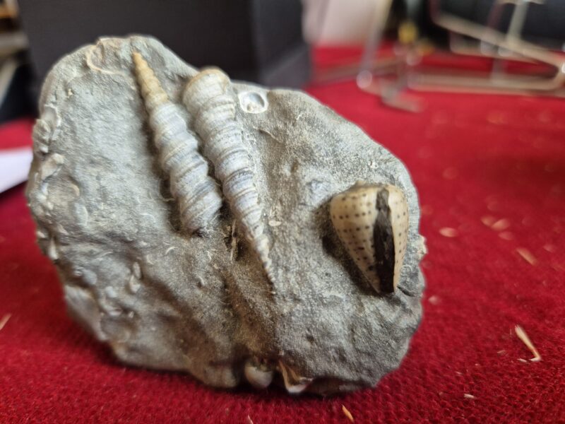 Conus mercati