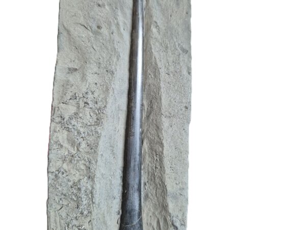 Bélemnites Youngibellis